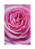 Pink Rose 3