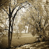 Hopewell Shores Sepia Sq I