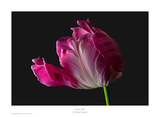 Parrot Tulip