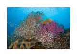 Soft Corals and Glassfish