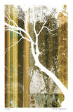 Forest Study