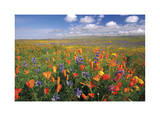 Flowers to the Horizon II