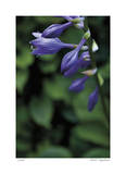 Hosta Flower Detail