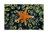 Sea Star on Sea Squirts Colony