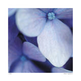 Blue Hydrangea 1