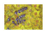 Lavendar and Yellow Loosestrife Blossoms