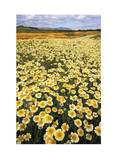 Sea of Flowers I