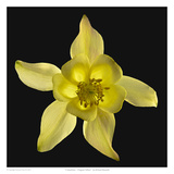 Columbine - Origami Yellow