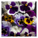 Pansies