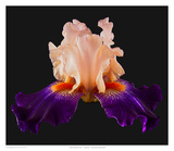 Tall Bearded Iris - Zandria