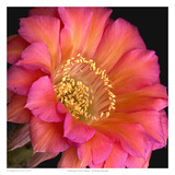 Echinopsis Cactus Monet