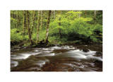 Forest Stream III