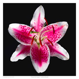 Oriental Lily - Stargazer