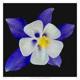 Columbine - Origami Blue