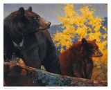 The Cinnamon Bear