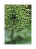 Green Allium