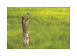 Swallow