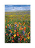 Flowers to the Horizon I