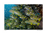 Schooling Sweetlips with Glassfish