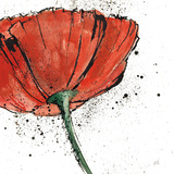 Not a California Poppy I