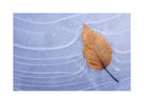 Leaf Frozen in Ice