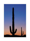 Arizona Moon & Cactus