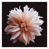 Dahlia 5