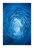 Swirling Barracuda