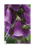 Purple Detail 2