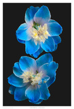 Candle Delphinium