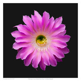 Echniopsis Cactus Hybrid Maria Piazza