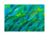 Schooling Snappers