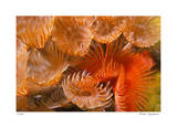 Feather Duster Colony