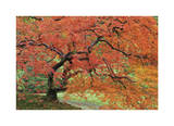 Japanese Garden II