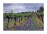 Wendouree Cellars Vineyard