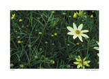 Yellow Detail