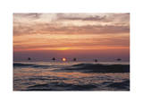 Pelican Sunrise