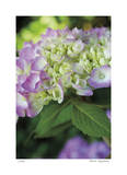 Pink Hydrangea 2