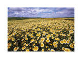 Sea of Flowers II
