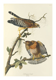 Red Shouldered Hawk