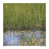 River Reeds II
