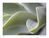 Agave VI
