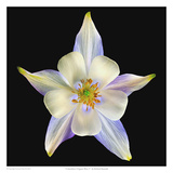 Columbine Origami Blue 2