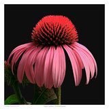 Purple Coneflower