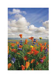 Flowers to the Horizon III