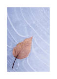 Frozen Leaf in Ice