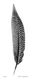 Feather III
