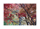 Lithia Park Fall Color II