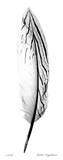 Feather II