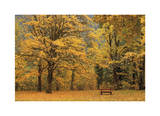 Park Bench in Fall